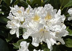 R.Cunninghams White