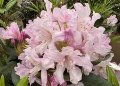 R.Dufthecke Rosa