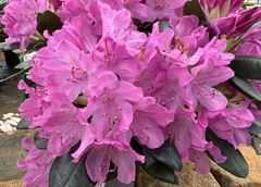 R.English Roseum