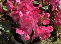 R.Gartendirektor Glocker 
