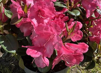 R.Gartendirektor Glocker 