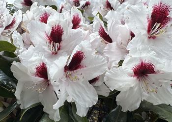 R.Hachmanns Picobello
