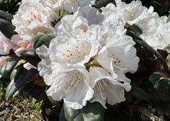 R.Hydon Velvet