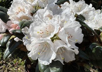 R.Hydon Velvet