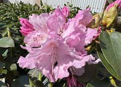 R.Moerheims Pink