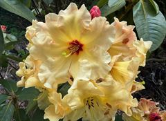 R.Nancy Evens x R.Pacific Gold