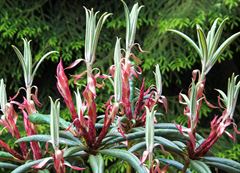 R.Red Sword