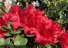 R.Scarlet Wonder