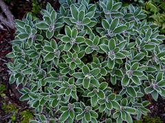 R.pseudochrysanthum - Silver Rim