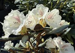 R.Tholasma