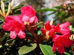 R.Titan Beauty x (R.yak. x R.proteoides)