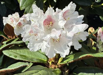 R.taliense "Woolly Dane"