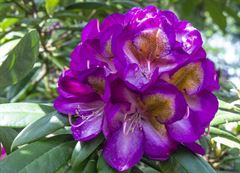 R.Blue Bell