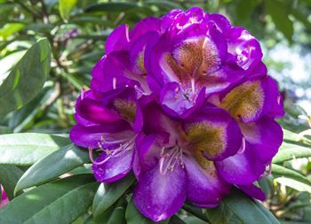 R.Blue Bell