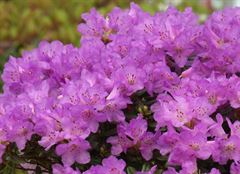 R.pumilum x R.lapponicum