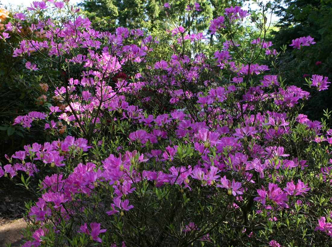 schnell wachsende thuja Thuja occidentalis 'Brabant' / Lebensbaum