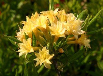 R.Narcissiflora