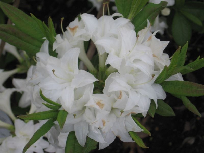 R.Schneekpfchen