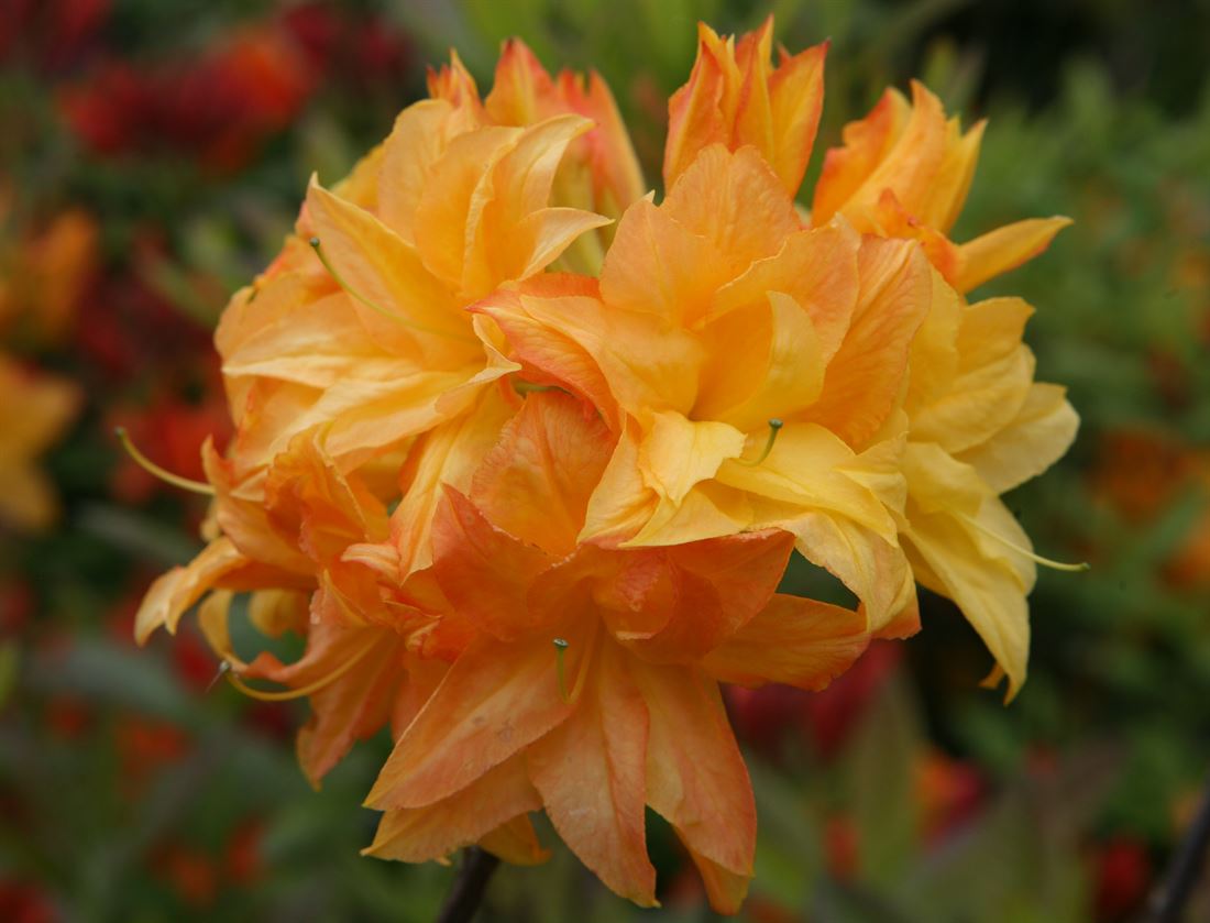 R.Sun Star