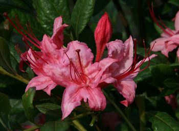 R.Weston\'s Sparkler