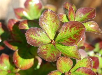 R.quinquefolium