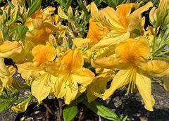 R.Golden Flare