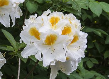 R.Sonia