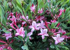 R. viscosum "Water Girl"