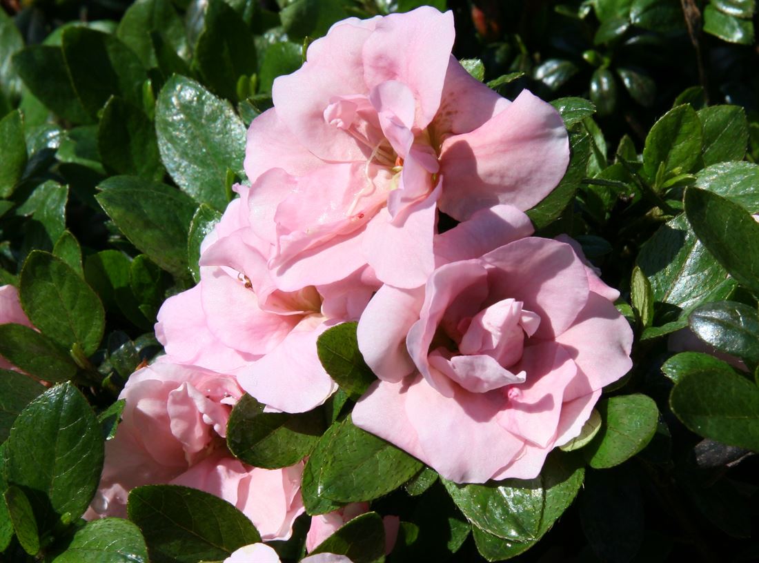 R.Scotian Rosebud