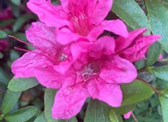 R.Scotian Very Late Pink