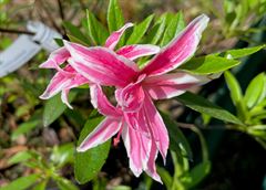 R.Pink Spider