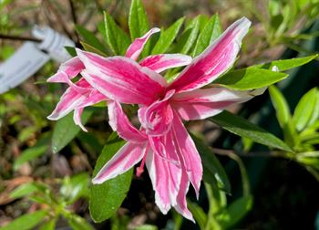 R.Pink Spider