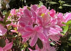 R.Kermesina Rosé