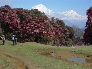 Rhododendron vildarter
