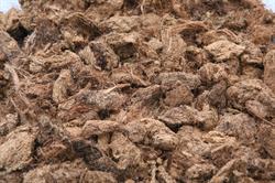 Rhododendron-Haven\'s Grov sphagnum 225 L.