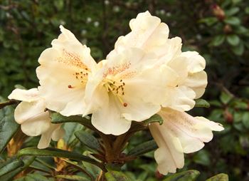 R.Bambi x R.proteoides yellow Bowhan