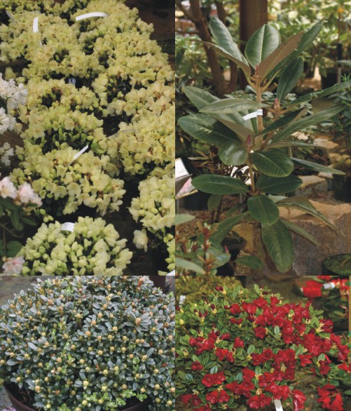 Div. Rhododendron